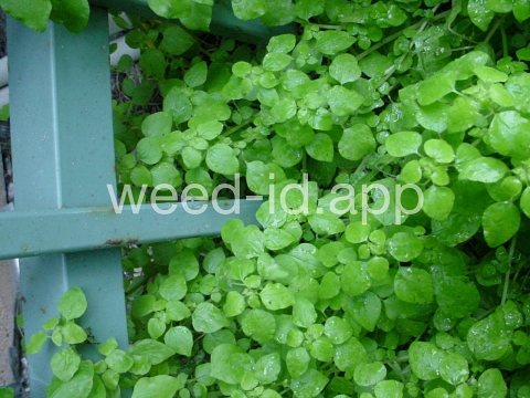 pellitory, Florida